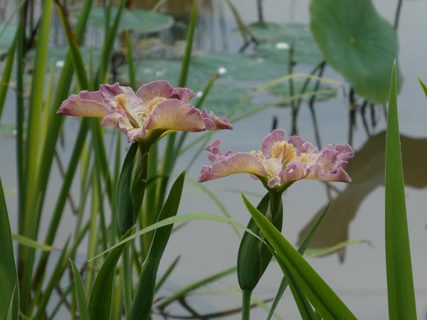 Iris Louisiana La Stupenda Iris Louisiana La Stupenda