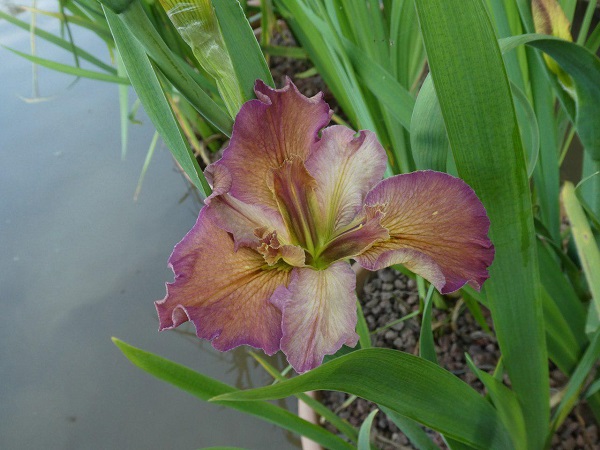 Iris Louisiana La Stupenda Iris Louisiana La Stupenda