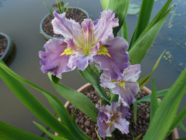 Iris Louisiana Lake Hamana Iris Louisiana Lake Hamana