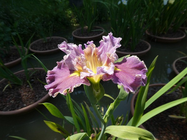 Iris Louisiana Lake Hamana Iris Louisiana Lake Hamana