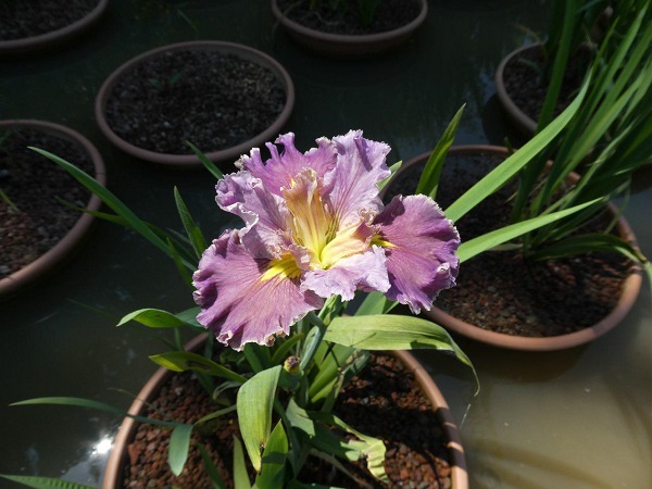 Iris Louisiana Lake Hamana Iris Louisiana Lake Hamana