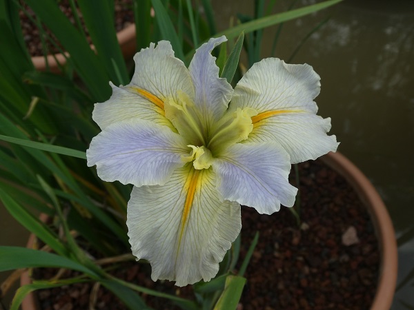 Iris Louisiana Nutcote Iris Louisiana Nutcote