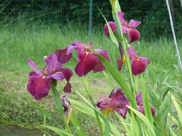 Iris louisiana Red Iris louisiana Red