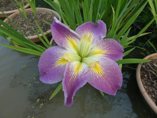 Iris Louisiana Sunshine Bridge Iris Louisiana Sunshine Bridge