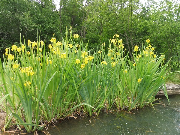 Iris pseudacorus Iris pseudacorus