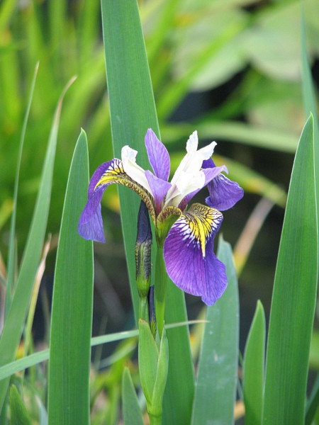Iris pseudacorus Regal Surprise Iris pseudacorus Regal Surprise