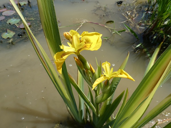 Iris Pseudacorus Variegata Iris Pseudacorus Variegata