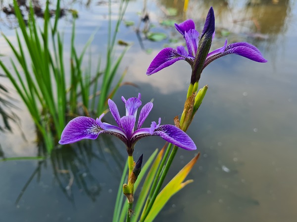 Iris Versicolor China West Lake Iris Versicolor China West Lake