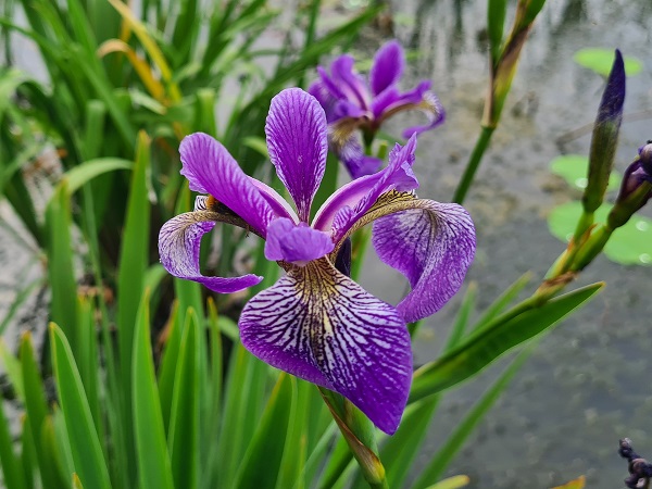 Iris Versicolor China West Lake Iris Versicolor China West Lake