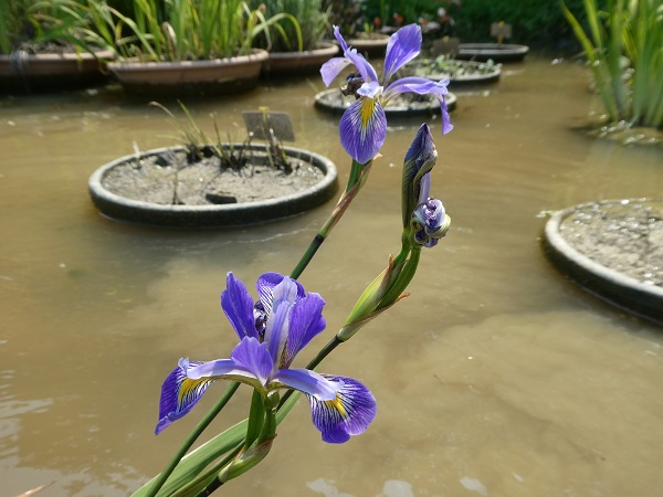 Iris versicolor Dark Aura Iris versicolor Dark Aura