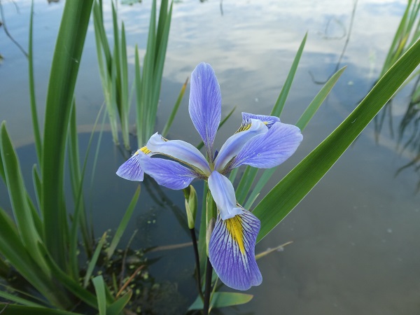 Iris versicolor Dark Aura Iris versicolor Dark Aura
