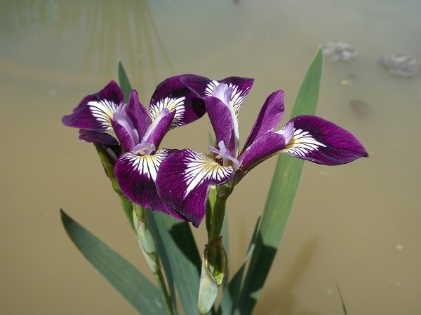 Iris Versicolor Kermesina Iris Versicolor Kermesina