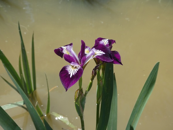 Iris Versicolor Kermesina Iris Versicolor Kermesina