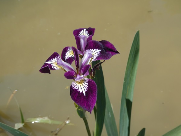 Iris Versicolor Kermesina Iris Versicolor Kermesina