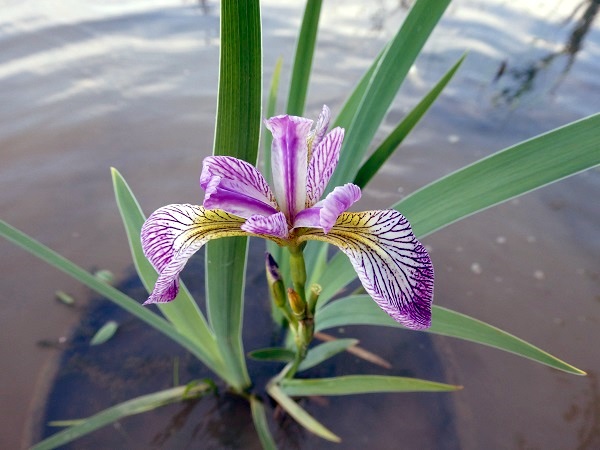 Iris versicolor Rowden Cadenza Iris versicolor Rowden Cadenza