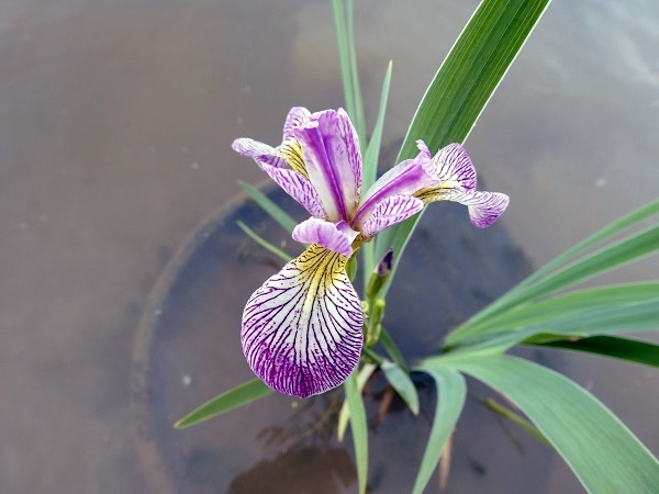 Iris versicolor Rowden Cadenza Iris versicolor Rowden Cadenza