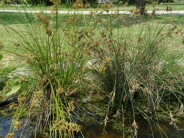 Juncus Effusus Juncus Effusus
