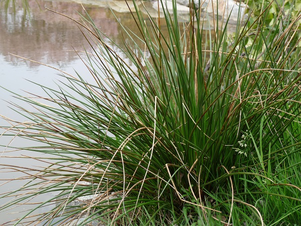 Juncus Effusus Juncus Effusus