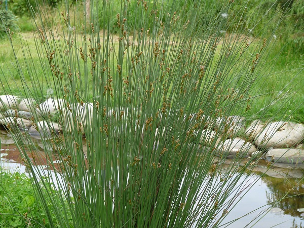 Juncus inflexus Juncus inflexus