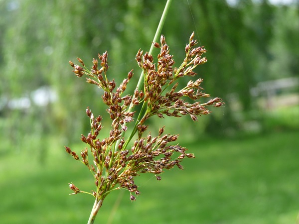 Juncus inflexus Juncus inflexus