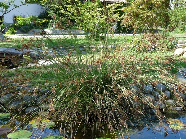 Juncus inflexus Juncus inflexus
