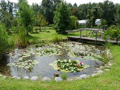 Piante acquatiche come realizzare un laghetto Giardino con laghetto