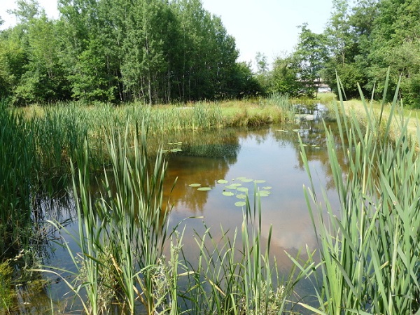 Lago con Typha latifolia Lago con Typha latifolia
