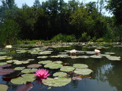 Piante acquatiche il vivaio di piante acquatiche per laghetto Fiori acquatici nomi