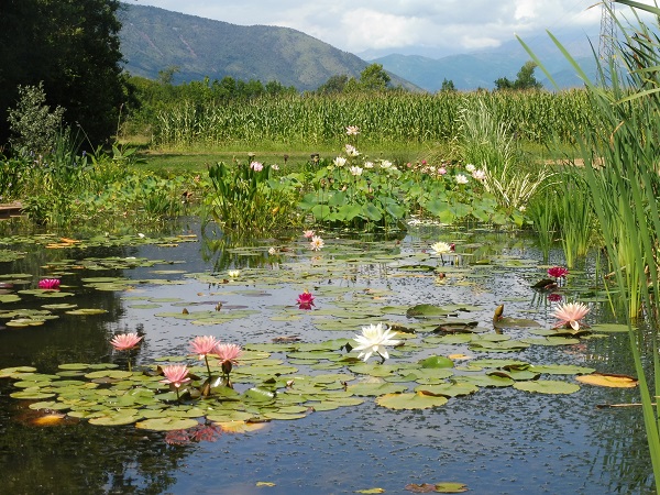 Vivaio Piante Acquatiche Vivaio Piante Acquatiche