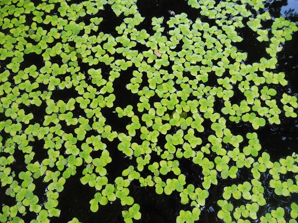 Lemna major Lemna major