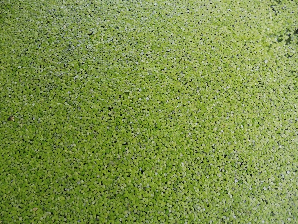 Lemna minor Lemna minor