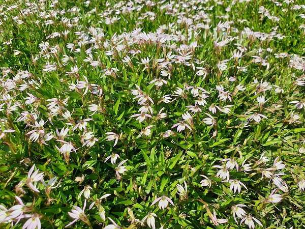 Lobelia chinensis Lobelia chinensis
