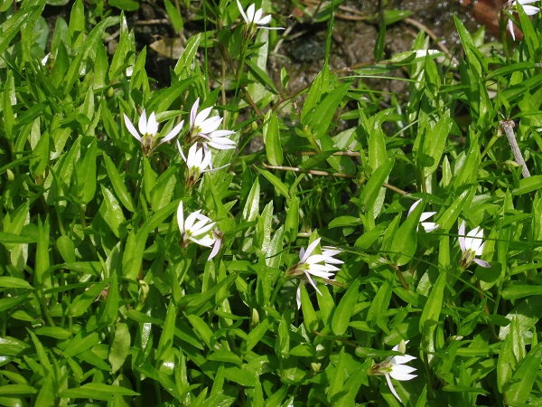 Lobelia chinensis Lobelia chinensis