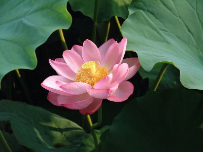 Fior di loto Nelumbo Nucifera Fior di loto Nelumbo Nucifera