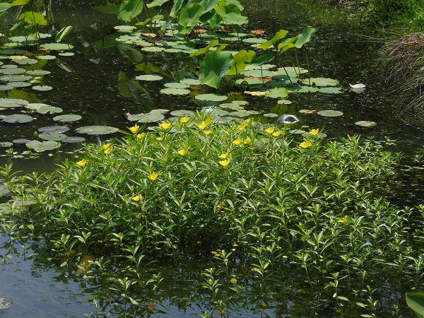 Ludwigia Grandiflora Ludwigia Grandiflora