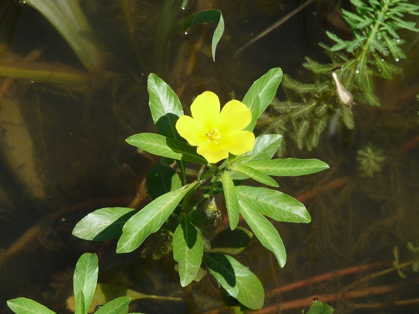 Ludwigia Grandiflora Ludwigia Grandiflora