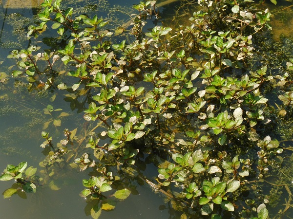Ludwigia Palustris Ludwigia Palustris