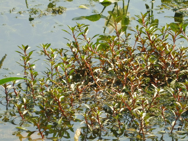 Ludwigia Repens Rubin Ludwigia Repens Rubin