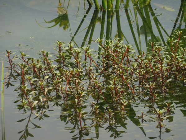 Ludwigia Repens Rubin Ludwigia Repens Rubin