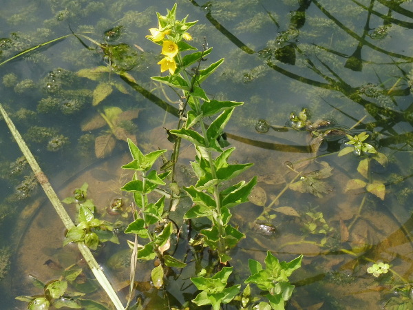 Lysimachia punctata Lysimachia punctata