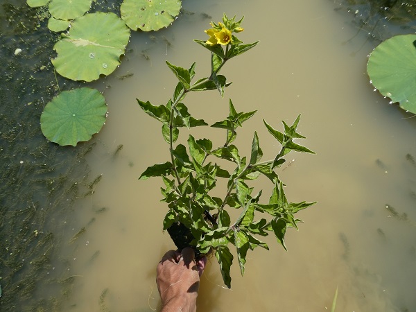 Lysimachia punctata Lysimachia punctata
