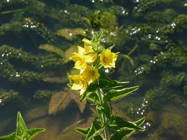 Lysimachia punctata Lysimachia punctata