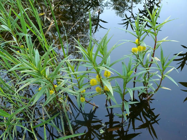 Lysimachia thyrsiflora Lysimachia thyrsiflora