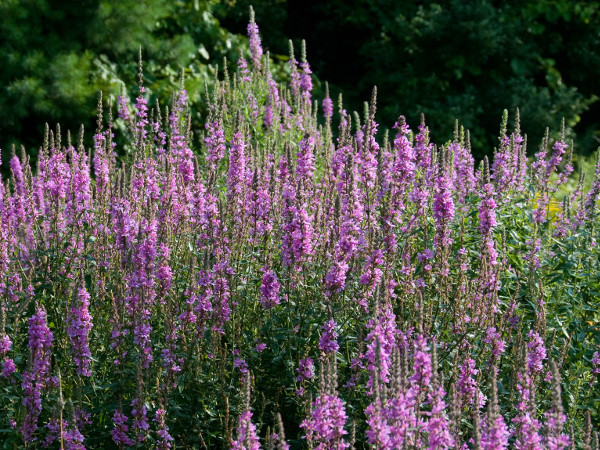 Lythrum Salicaria Lythrum Salicaria