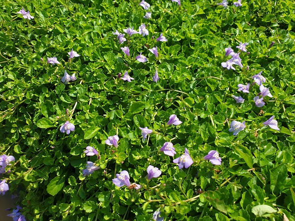 Mazus Reptans Mazus Reptans