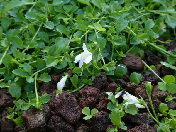 Mazus Reptans Albus Mazus Reptans Albus