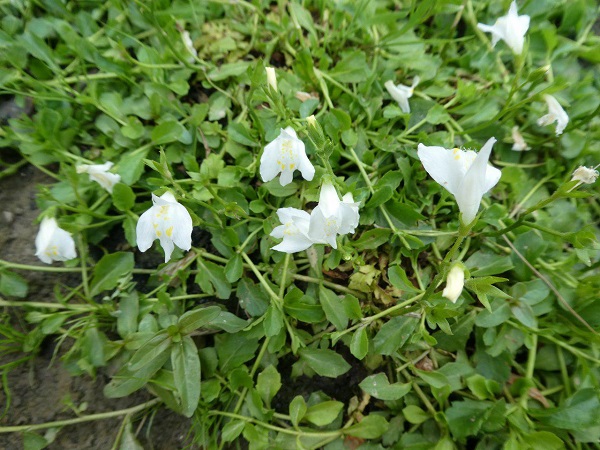 Mazus Reptans Albus Mazus Reptans Albus
