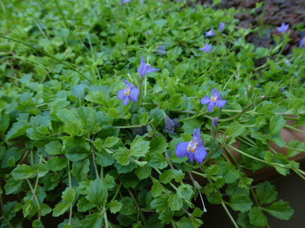Mazus Reptans Mazus Reptans