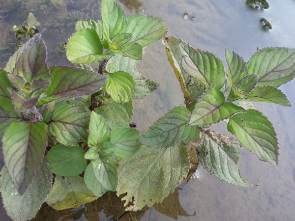 Mentha aquatica rubra Mentha aquatica rubra