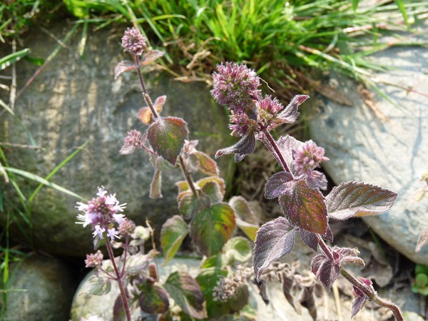Mentha aquatica rubra Mentha aquatica rubra